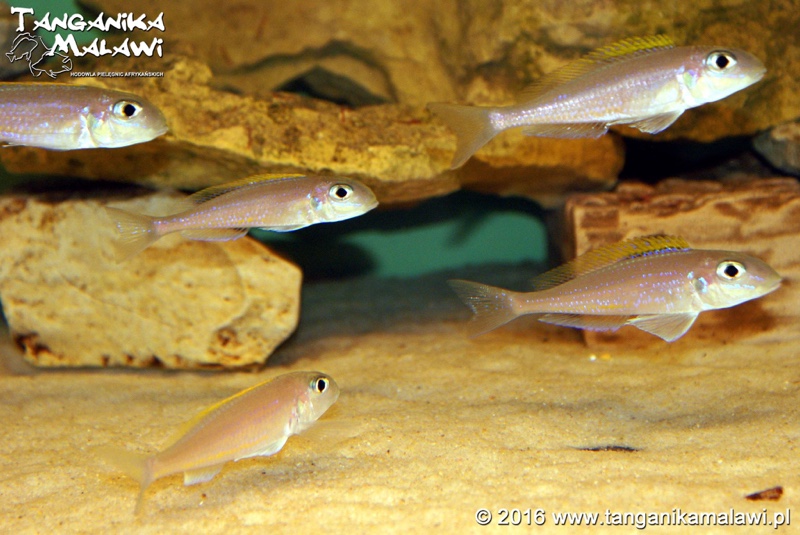 Xenotilapia flavipinnis 'Chituta Bay'
